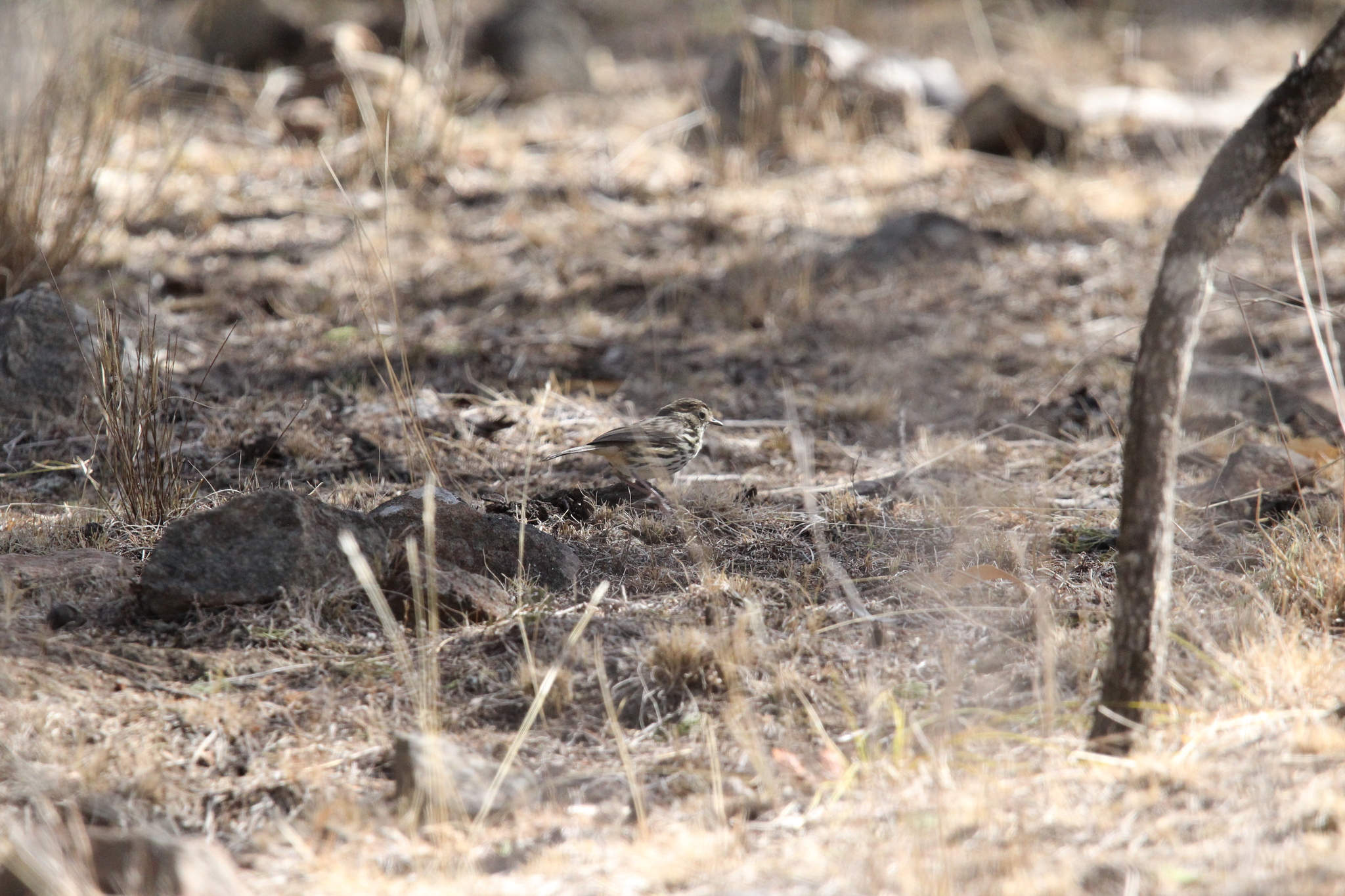 Speckled Warbler (Pyrrholaemus sagittatus), photo 1