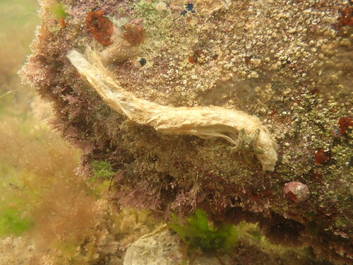 Chaetopterus observed 2026-05-03