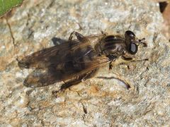 Chalcosyrphus eunotus