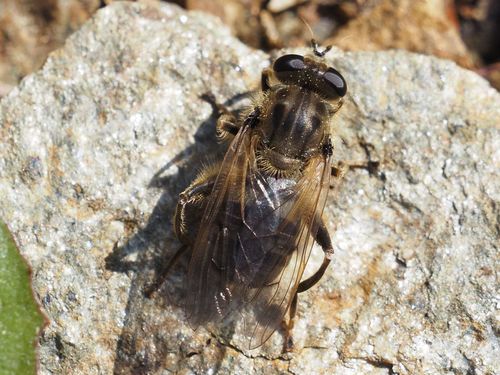 Chalcosyrphus eunotus