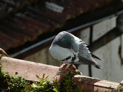 Columba livia domestica