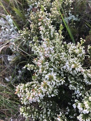 Erica imbricata