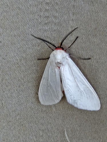 Pygarctia lorula photo 5
