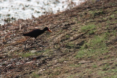 Jacana jacana hypomelaena