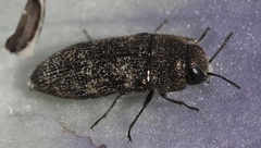 Acmaeodera neglecta neoneglecta