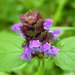 Common Selfheal - Photo (c) fitomorfolog_t, some rights reserved (CC BY), uploaded by fitomorfolog_t