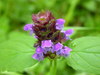 Common Selfheal - Photo (c) fitomorfolog_t, some rights reserved (CC BY), uploaded by fitomorfolog_t