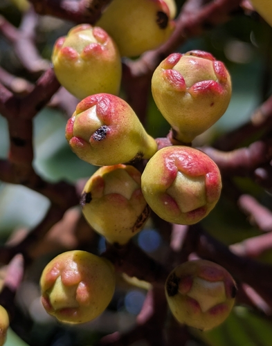 Syzygium macranthum observed 2026-05-04