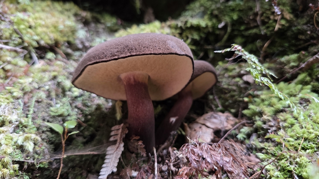 Tylopilus formosus · May 2026 · photo: © genevieveearly (iNaturalist, cc-by)