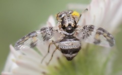 Dyscrasis hendeli