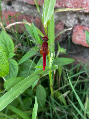 Broad Scarlet