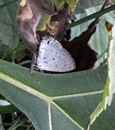 White-tipped Ash Blue