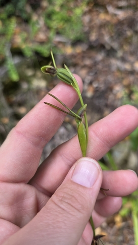 Orthoceras strictum, 2026-05-05