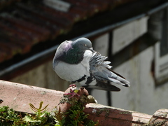 Columba livia domestica