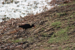 Jacana jacana hypomelaena