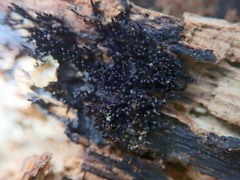 Symphytocarpus