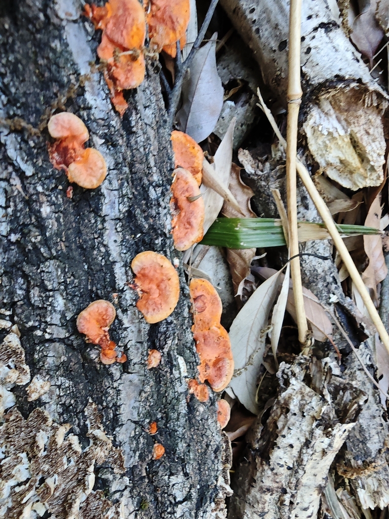 Trametes coccinea · May 2026 · photo: © tbc_watanabe (iNaturalist, cc-by-sa)