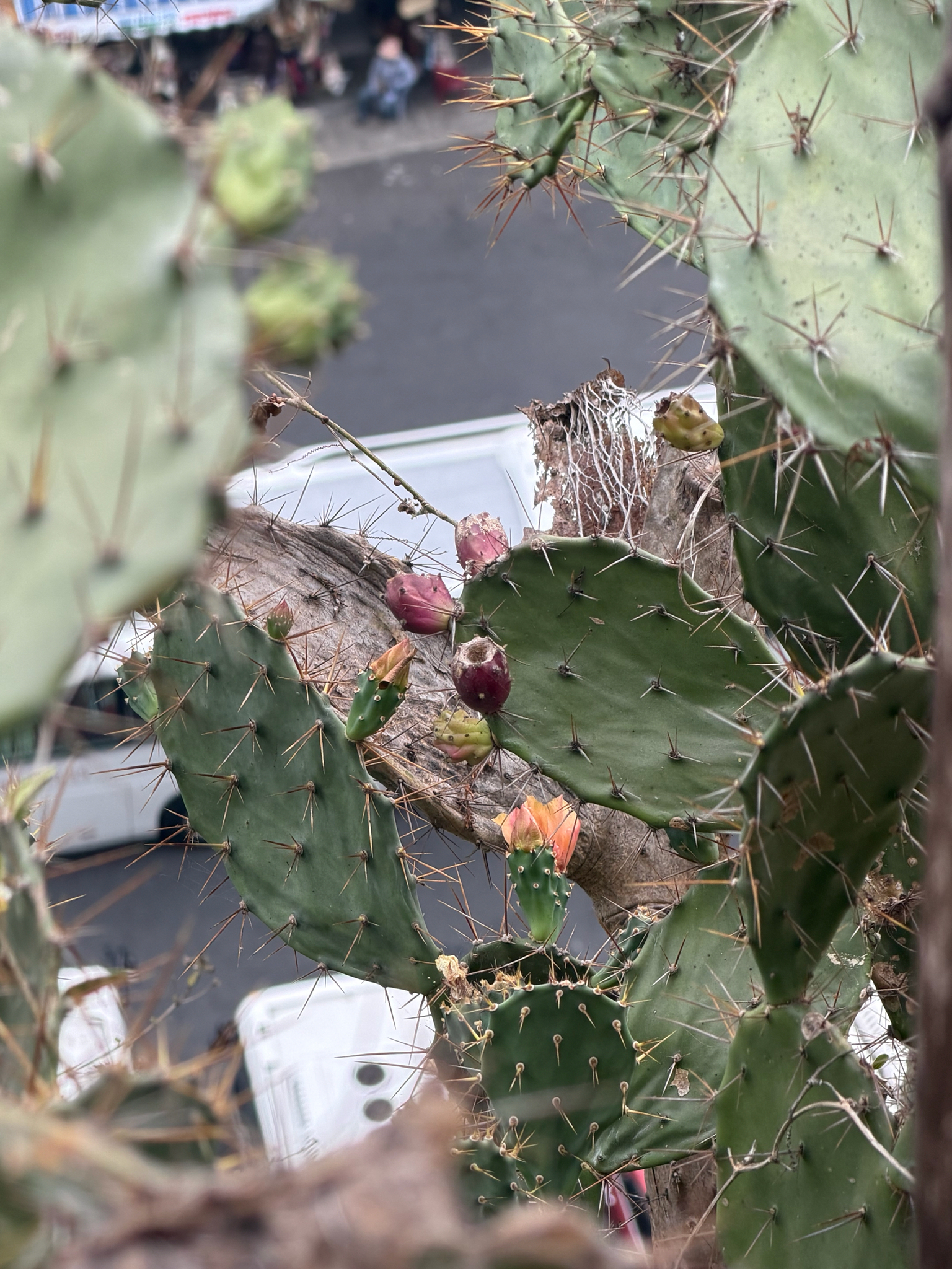 Opuntia elatior — ảnh 3
