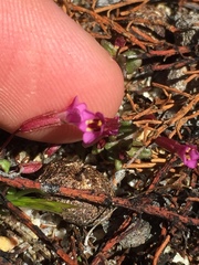 Erythranthe androsacea
