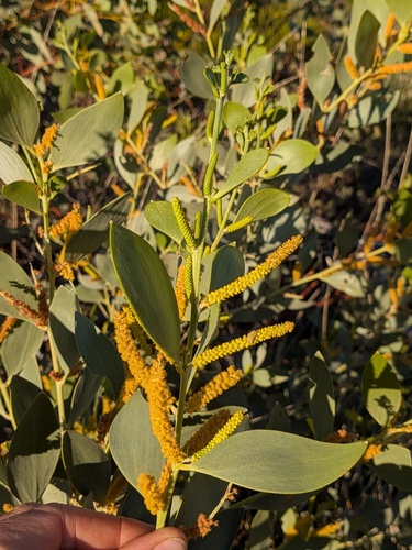 Acacia acradenia, 2026-05-05