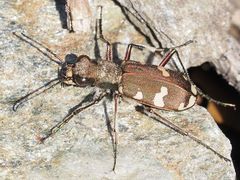 Cicindela sylvicola