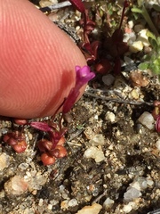 Erythranthe androsacea