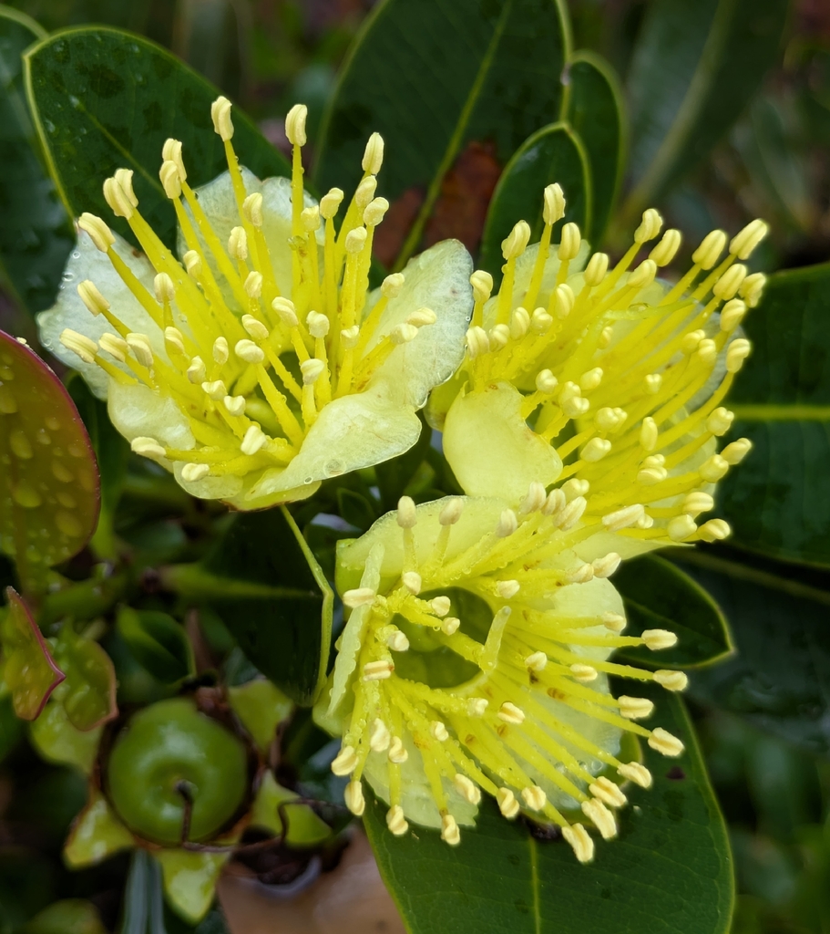 Xanthostemon laurinus