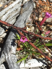 Erythranthe androsacea