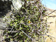 Coprosma ciliata