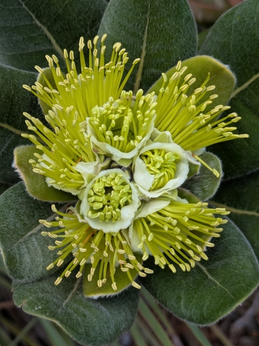 Xanthostemon ferrugineus observed 2026-04-30