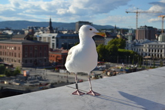 Larus argentatus