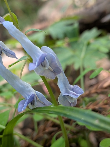 Corydalis lineariloba, photograph 5