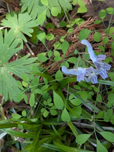 Corydalis lineariloba, photograph 6
