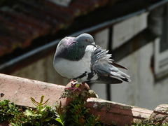 Columba livia domestica
