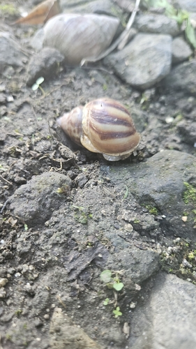 Lissachatina fulica