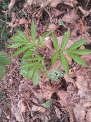 Cardamine heptaphylla