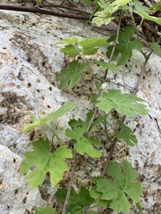 Vitis girdiana