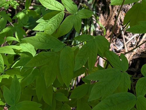 Caulophyllum robustum, photograph 5