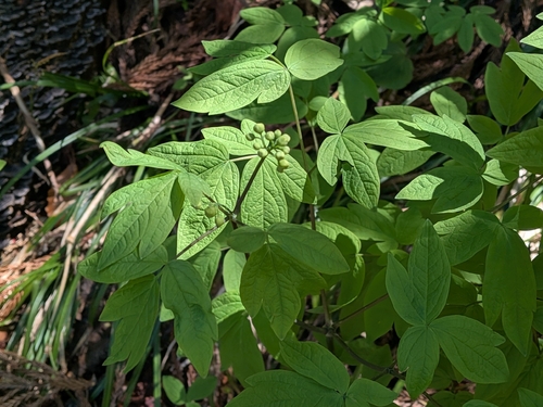 Caulophyllum robustum, photograph 6