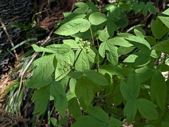Caulophyllum robustum, photograph (c) plant 0302, some rights reserved (CC BY)
