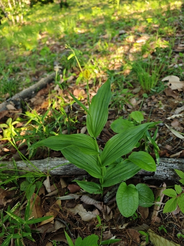 Cephalanthera falcata, photograph 6