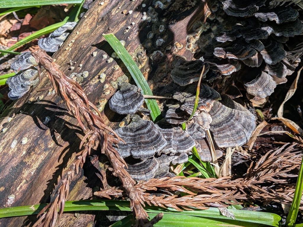 Trametes versicolor · May 2026 · photo: © plant0302 (iNaturalist, cc-by)