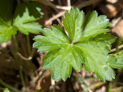 Geum ternatum iNat (2)