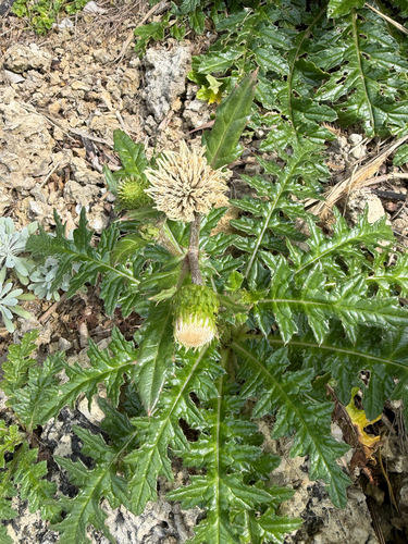 Cirsium brevicaule, photograph 1