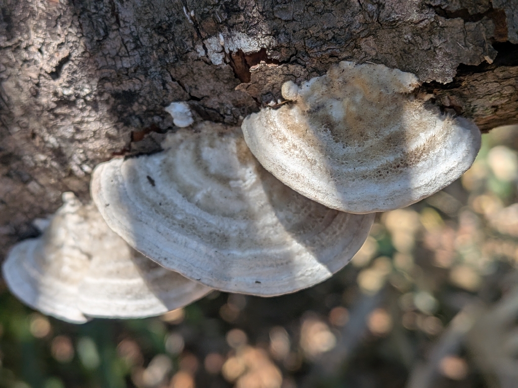 Trametes hirsuta · May 2026 · photo: © plant0302 (iNaturalist, cc-by)