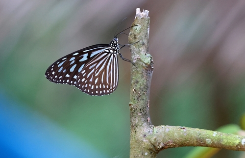Blue Glassy Tiger