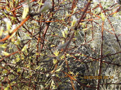 Coprosma intertexta, photograph (c) edmonds5, some rights reserved (CC BY)