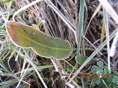 Rumex flexuosus, photograph (c) edmonds5, some rights reserved (CC BY)