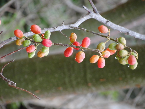 Spondias purpurea - Whole tree