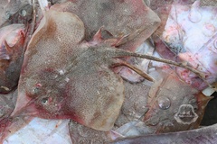 Fine-Spotted Skate photo 2